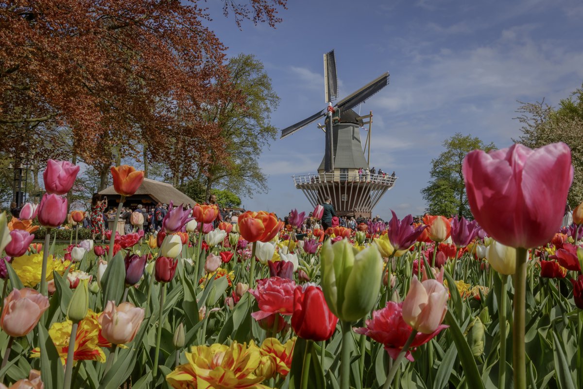 Billets et visites pour Keukenhof Festival des Tulipes Amsterdam