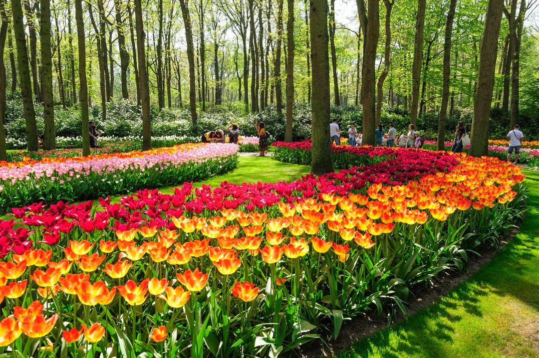 In 4 months, the tulip season will start in the Netherlands. We cannot wait for the cheerful spring flowers to bloom again. The Tulip Festival starts on 24 March and lasts until 15 May 2022.

www.tulipfestivalamsterdam.com