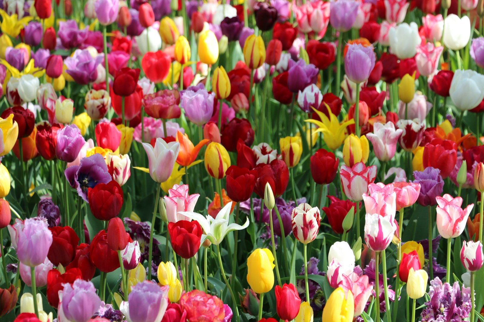 Bulbes de tulipes