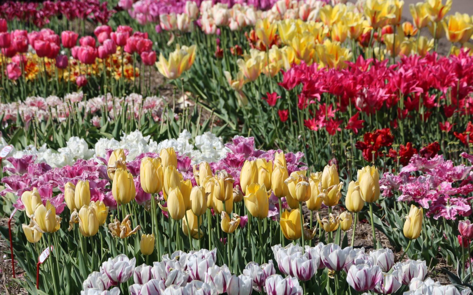 Festival des Tulipes Amsterdam - choses à faire au printemps en Hollande
