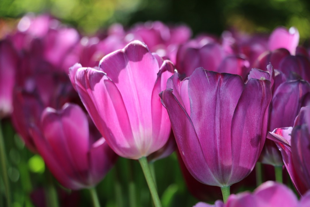The tulips in Keukenhof Gardens are still flowering beautifully. The flower park can be visited until Sunday, 15 May. 

Info & tickets ➡ https://tulipfestivalamsterdam.com/keukenhof/