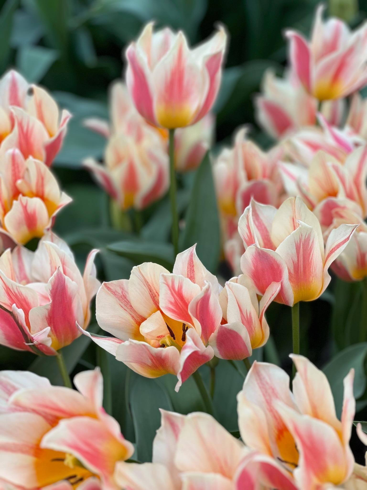 Today we're sharing a photo of the "Quebec" tulip with you. A beautiful and unique multi-flowered tulip. A single bulb can produce up to five flowers!

What do you think of this tulip? Let us know in the comments!

#tulipfestivalamsterdam #tulip #tulipoftheday #flowers #quebec #canada #canadian #flowerlover #pictureoftheday