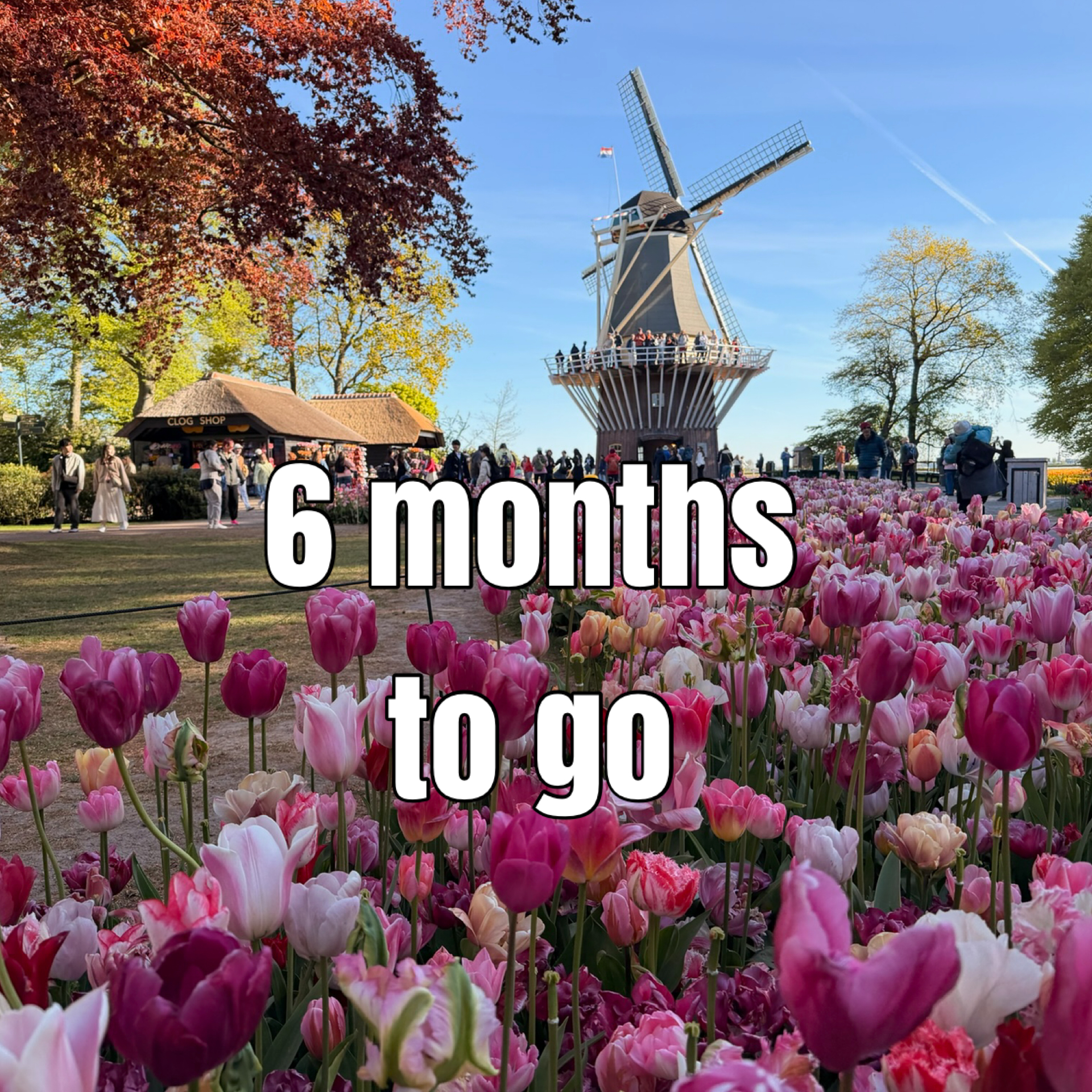 Can you believe it’s only 6 months until spring in Holland? 🌷

In just 180 days, the Tulip Festival 2027 will open its gates to welcome floral lovers from all over the world. From endless tulip fields to stunning garden displays, there's nothing quite like spring in the Netherlands.

Start dreaming, planning, and getting excited for the most colorful season of the year!

Tap the link to learn more about the dates and start planning your visit! (link in bio)

#TulipFestival #Keukenhof #CountdownToSpring #VisitNetherlands #DiscoverHolland #TulipSeason2027 #SpringInHolland