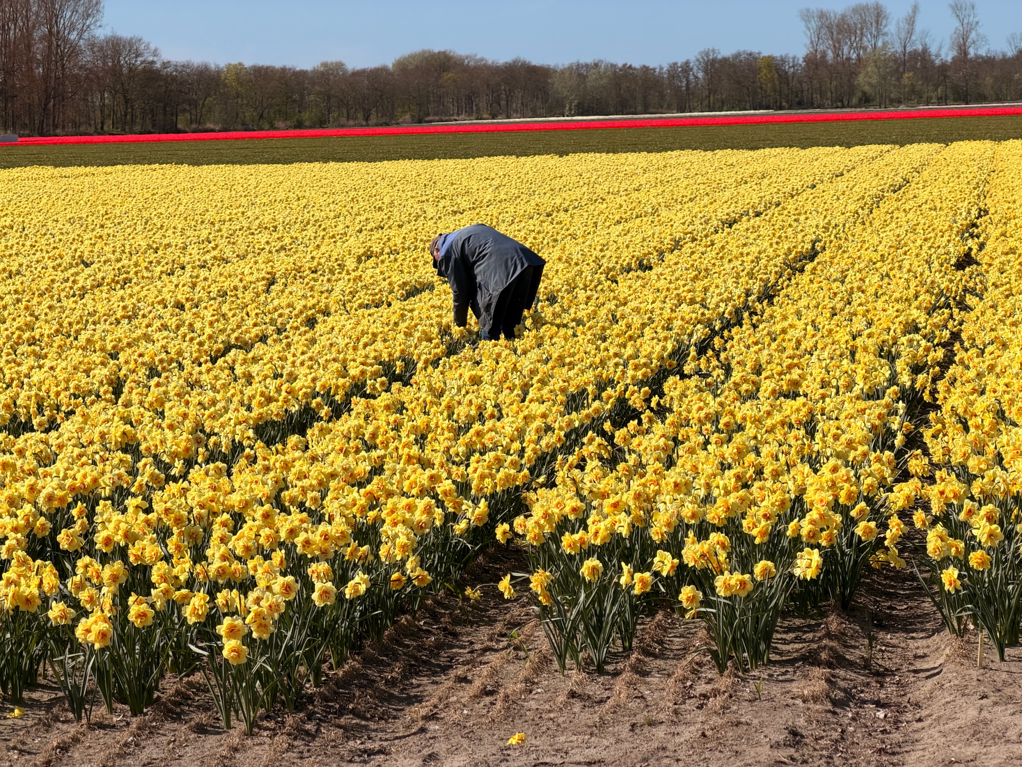 Behind every blooming field is a dedicated grower keeping the crop healthy. Respect for the craftsmanship...

#tulipfestival #flowers #holland #netherlands #bulbfield #daffodils #dutchflowers #craftsmanship