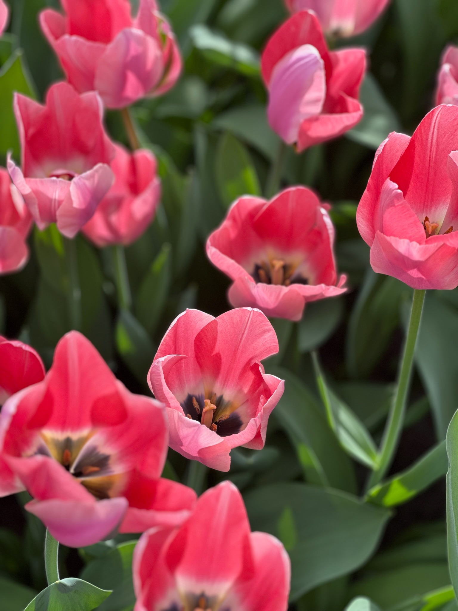 To start the new week on a positive note, today we are sharing this beautiful pink tulip with you. It goes by the name "Apricona." Isn't it a beauty...?

#tulipfestivalamsterdam #pink #tulips #tulipe #tulpen #flowerlover